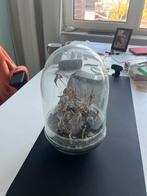 Glazen terrarium met deksel, Huis en Inrichting, Ophalen, Gebruikt