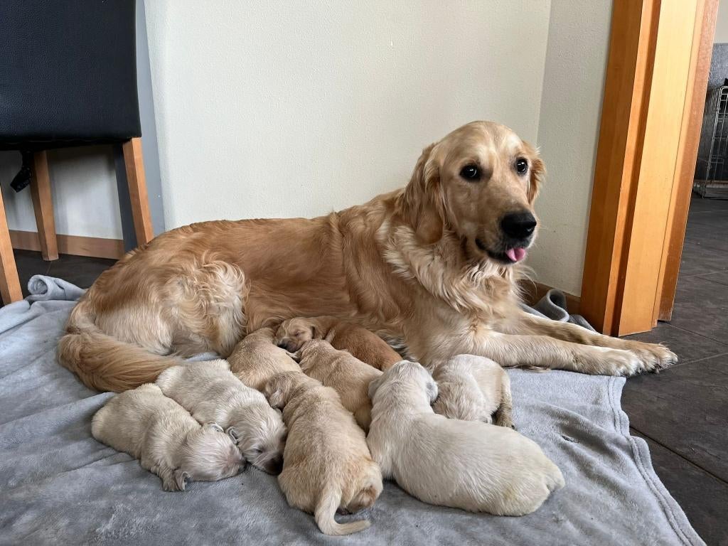 Golden Retriever pups, Dieren en Toebehoren, Honden | Retrievers, Spaniëls en Waterhonden, Golden retriever, 8 tot 15 weken, Parvo