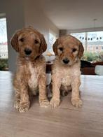 Goldendoodle puppies/ doodle pup / pups, Dieren en Toebehoren, Honden | Niet-rashonden, 8 tot 15 weken, Meerdere, Meerdere dieren