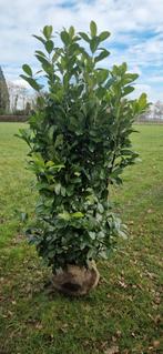 grote  Taxus Baccata, Portugese  laurier en diverse soorten, Overige soorten, Vaste plant, Ophalen of Verzenden, Bloeit niet