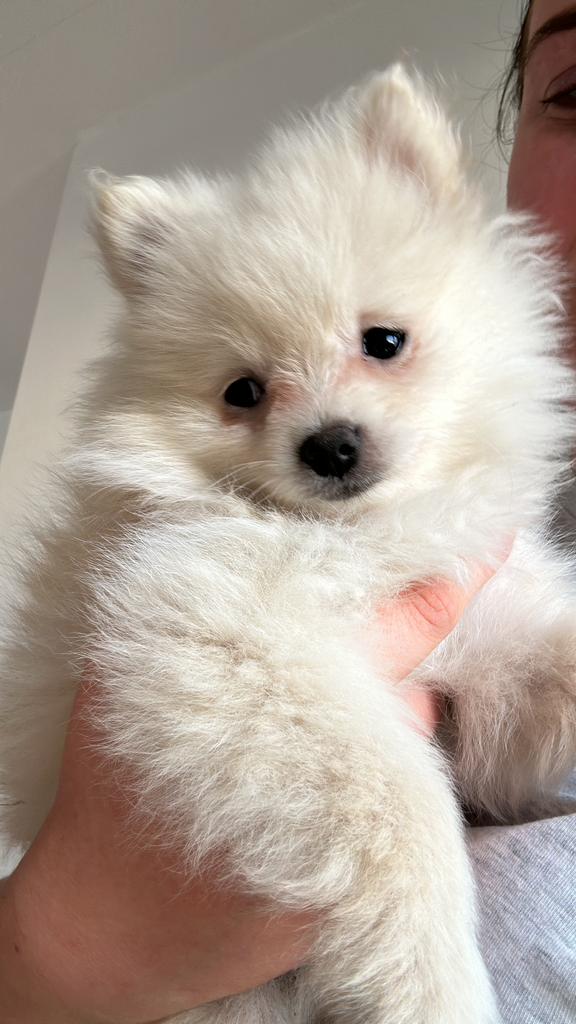 Pomeranian pup teefje, Dieren en Toebehoren, Honden | Poolhonden, Keeshonden en Oertypen, Teef, Keeshond, Particulier, Eén hond