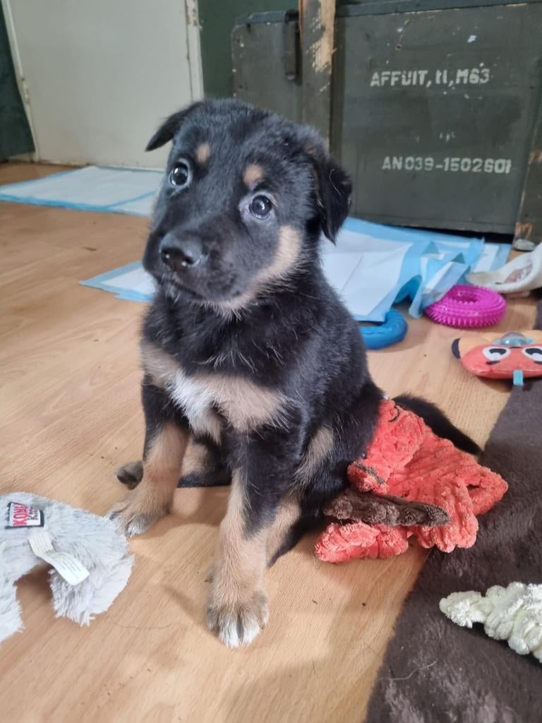 Duitse herder x husky pups!!, 8 tot 15 weken, Parvo, Meerdere, Meerdere dieren