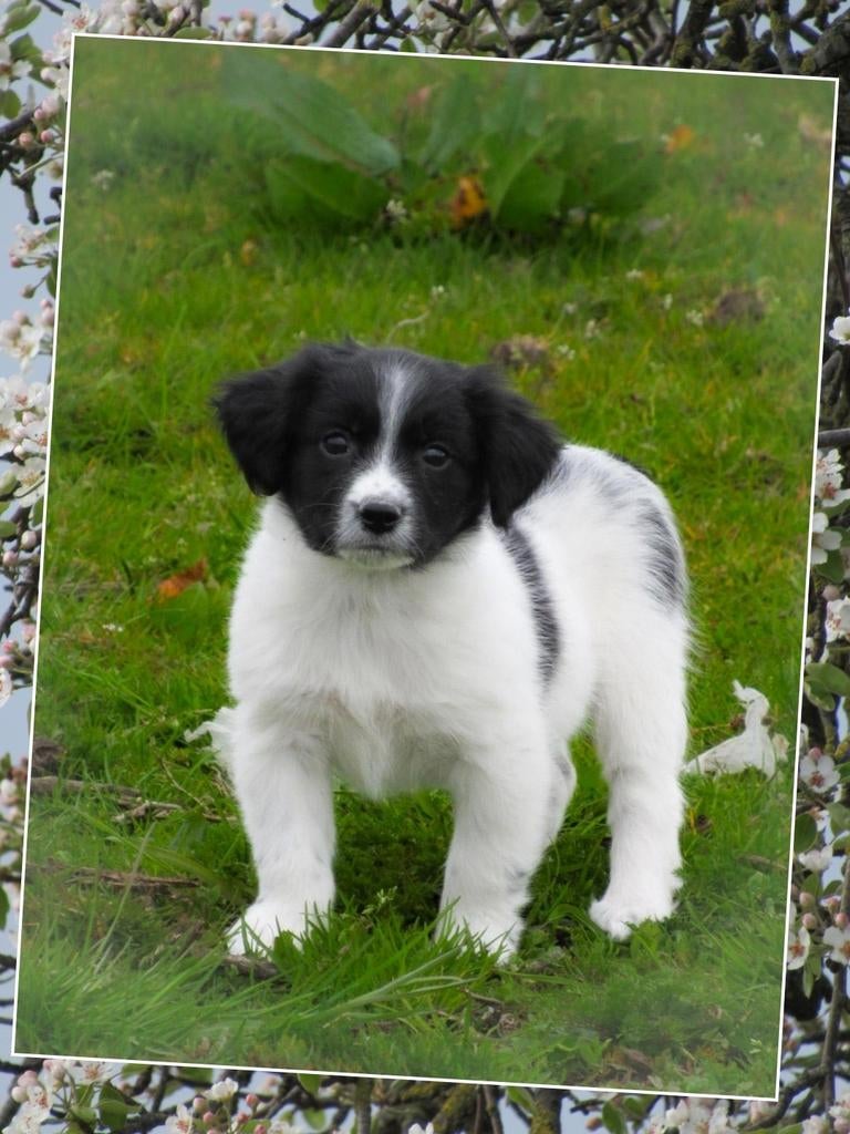 Schattige friese stabij x kooiker pups mogen verhuizen, Parvo, Overige rassen, 8 tot 15 weken, Meerdere