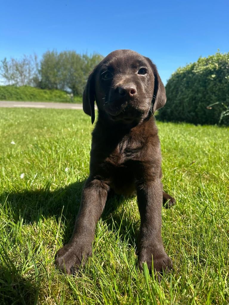 Superlieve gezonde labrador pups, Parvo, 8 tot 15 weken, Labrador retriever, Meerdere