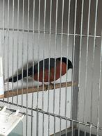 Noorse goudvink, Mannelijk, Bastaard