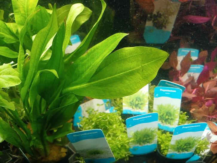fris assortiment planten Zondag 1 maar 12/17u uitzoeken, Dieren en Toebehoren, Vissen | Aquariumvissen, Zoetwatervis, Vis