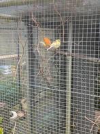 Kanaries, Dieren en Toebehoren, Vogels | Kanaries, Meerdere dieren, Kleurkanarie