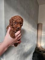 Maltipoo pup, Dieren en Toebehoren, Honden | Niet-rashonden, Reu, 8 tot 15 weken, Eén hond, Nederland