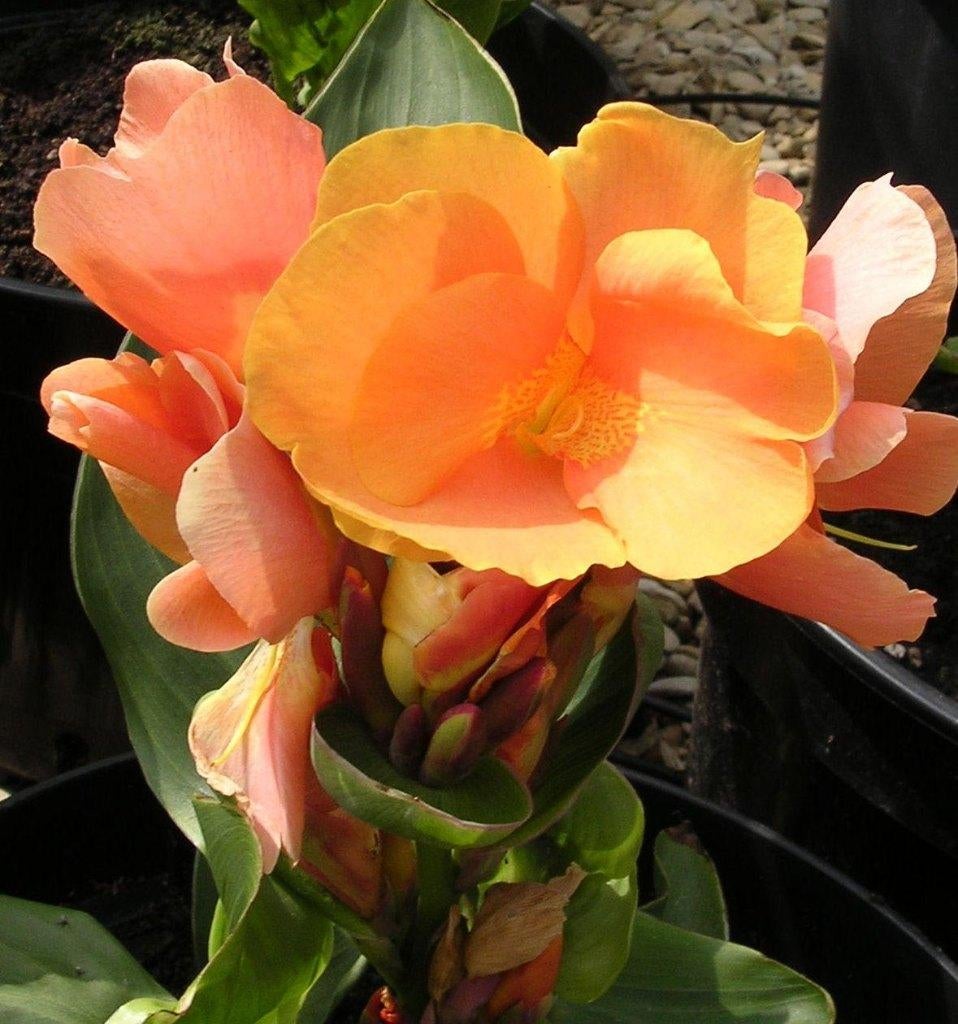 Canna knollen rood hoog, zalm en geel middelhoog prijs/pst, Ophalen of Verzenden, Voorjaar, Volle zon, Knol