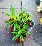 Duizendschoon plantjes - Dianthus barbatus, Volle zon, Tweejarig, Lente, Ophalen