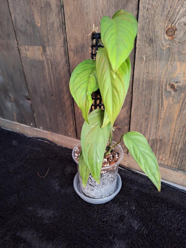 Monstera obliqua filamentous, Ophalen of Verzenden, Halfschaduw, Minder dan 100 cm
