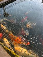 Koi karpers diverse kleuren, Karper of Koi