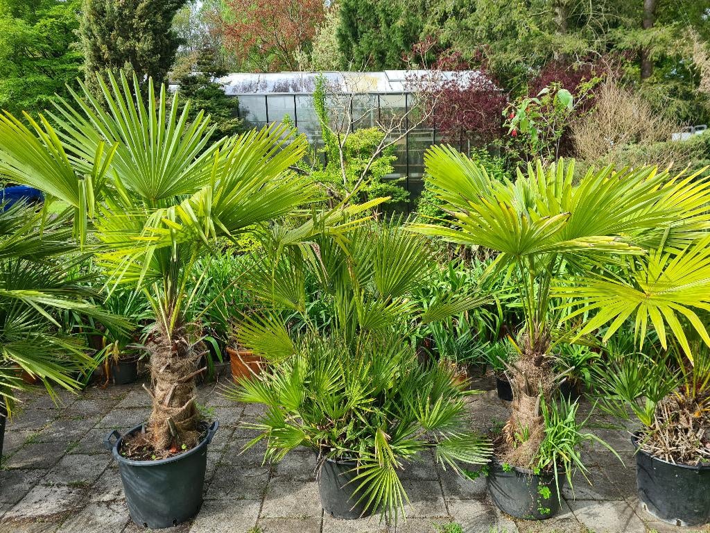 Trachycarpus, Phoenix  Canarienisis en Chameraeops Humilis, Tuin en Terras, Planten | Bomen, 100 tot 250 cm, Zomer, Palmboom, Ophalen