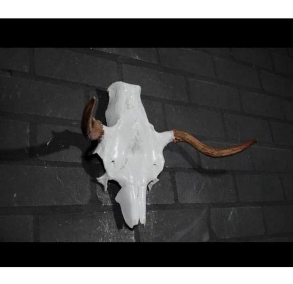 Eland Schedel Large Northern Elk Moose skull - Alces alces, Verzamelen, Dierenverzamelingen, Ophalen of Verzenden, Zo goed als nieuw