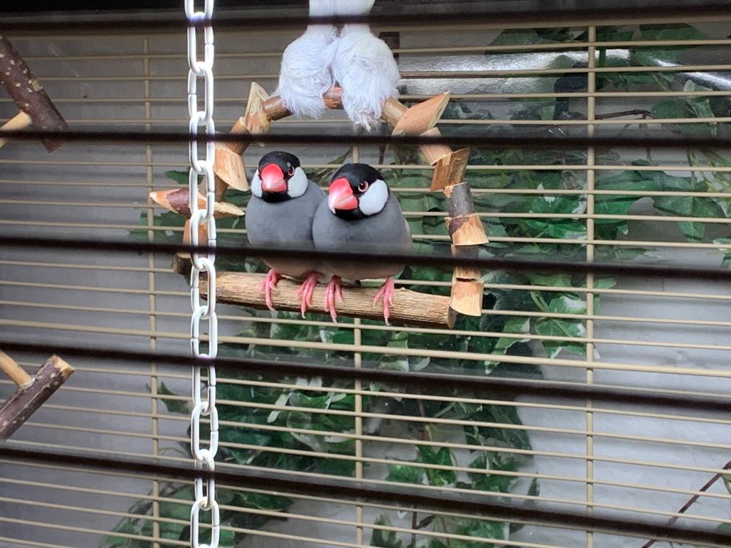 Ruilen rijstvogels en kanarie’s voor grasparkieten, Dieren en Toebehoren, Meerdere dieren, Parkiet