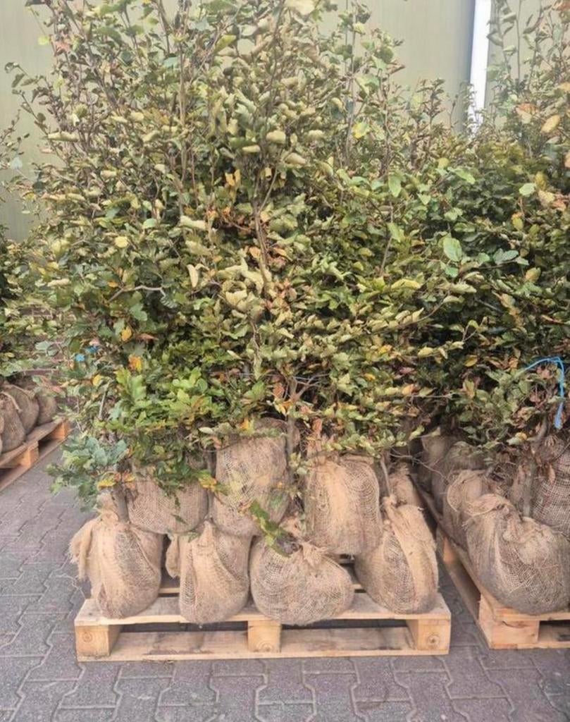6 pallets groene beuken incl levering, Tuin en Terras, Planten | Struiken en Hagen, Ophalen of Verzenden, Beukenhaag, 100 tot 250 cm