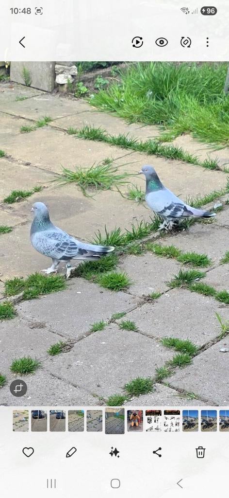 Spelen heel erg goed. Lach kommen, Dieren en Toebehoren, Vogels | Duiven