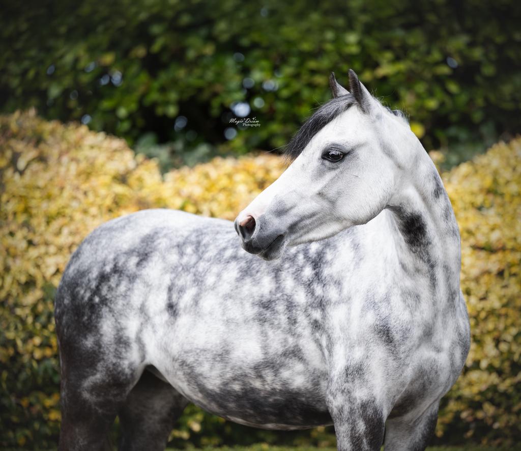 Exclusieve sportpony met toekomstperspectief, Dieren en Toebehoren, Pony's, Merrie