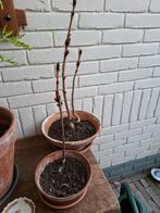 Bonsai Kastanjes, Ophalen, Volle zon, Overige soorten, Minder dan 100 cm