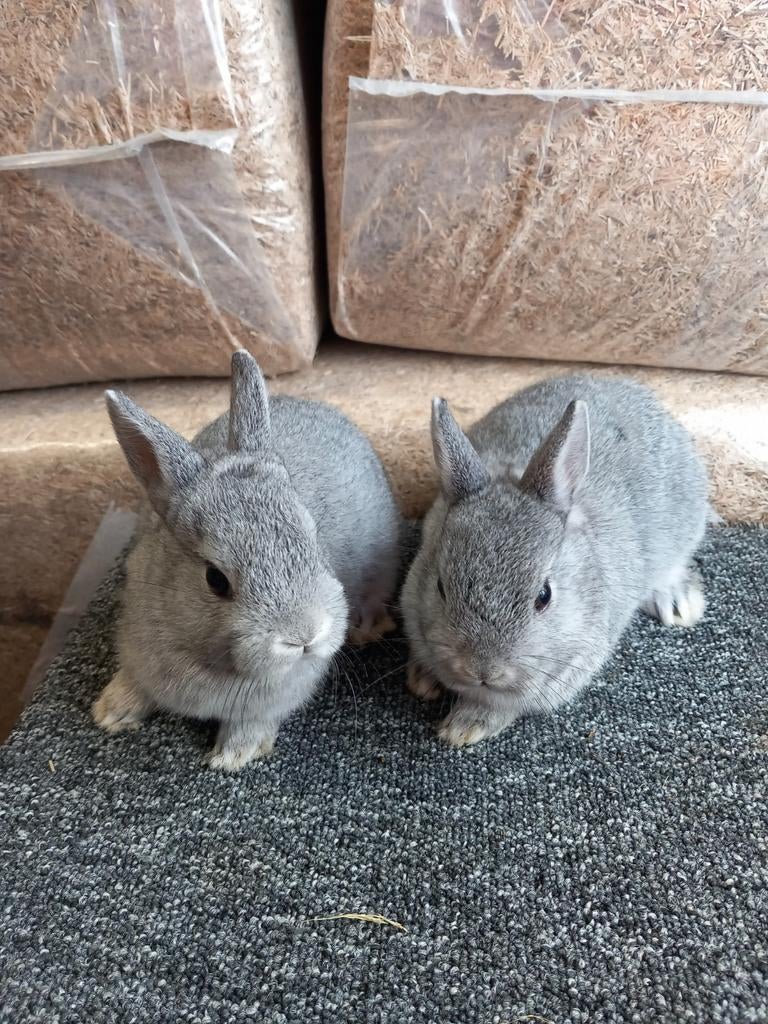 Te koop nog 1 Kleurdwerg chinchilla voedstertje, Dieren en Toebehoren, Konijnen, Vrouwelijk, Dwerg, 0 tot 2 jaar