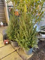 Coniferen dennenboom 2 stuks, Bloeit niet, Halfschaduw, Overige soorten, 100 tot 250 cm