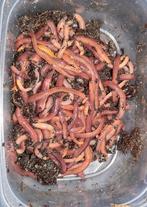 75 tijger wormen om mee te vissen of  startset wormen hotel, Ophalen of Verzenden, Nieuw