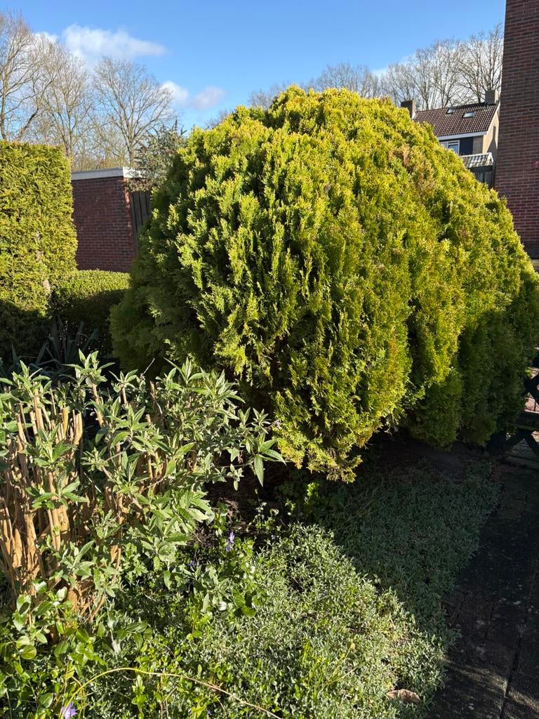 Gratis struiken en bosjes, Ophalen, Laurier, 100 tot 250 cm