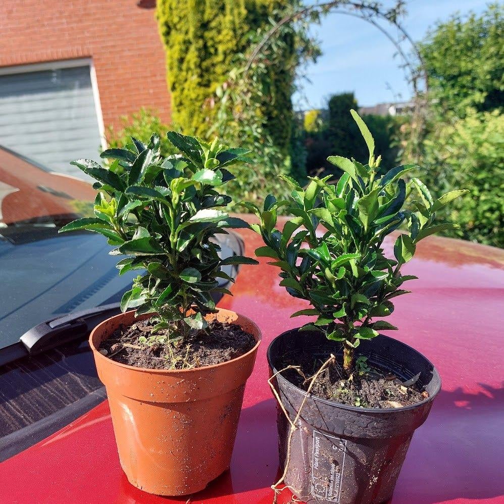 Euonymus green spire(Beste buxus vervanger), Ophalen, Overige soorten, Haag, Minder dan 100 cm