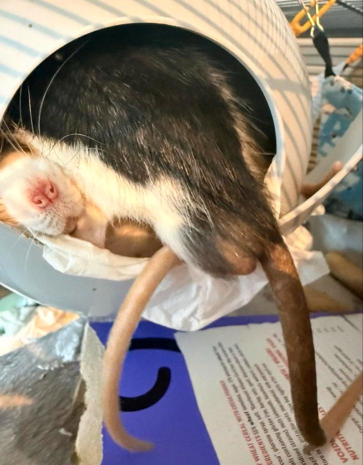 GRATIS 6 ratten 6-13m en groote kooi, Dieren en Toebehoren, Knaagdieren, Mannelijk, Rat, Juli, Tam