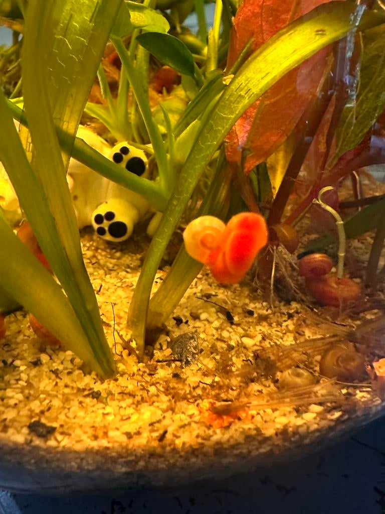 Posthoor/Ramshoorn slakjes 0,50 ps, Dieren en Toebehoren, Slak of Weekdier