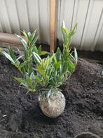 Prunus otoluiyken, Tweejarig, Halfschaduw, Zomer, Ophalen