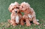 Labradoodle mini pups, Parvo, Overige rassen, 8 tot 15 weken, Meerdere