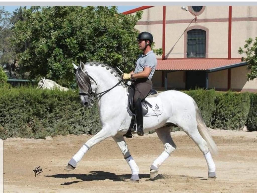 Diepvries rietjes Pre Hengst, Dieren en Toebehoren, Hengst