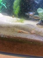 Ancistrus Albino longfin, Vis
