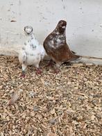 2 stetiner tuimelaars, Dieren en Toebehoren, Meerdere dieren, Overige soorten