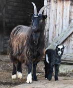 Landgeit met geitlam, Vrouwelijk, Geit, 0 tot 2 jaar