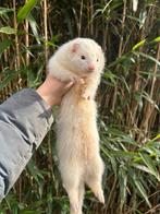 Fretten, Dieren en Toebehoren, Mei, Vrouwelijk