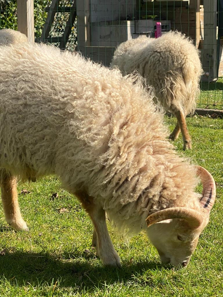 Ouessant rammen, Dieren en Toebehoren, Mannelijk, Schaap, 0 tot 2 jaar