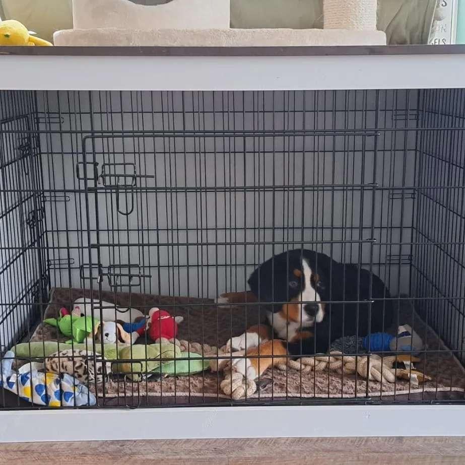 Bench Ombouw op Maat – Benchkast Hond | Meubel voor Bench, 🏭 Handelsnaam Fabrikant (±250 letters) RW Houtidee – Nederlandse fabrikant van handgemaakte houten huis-, tuin- en dierenartikelen. Wij maken unieke producten op maat zoals bench ombouwen, voerbak standaards en decoratie. Ambachtelijk gemaakt