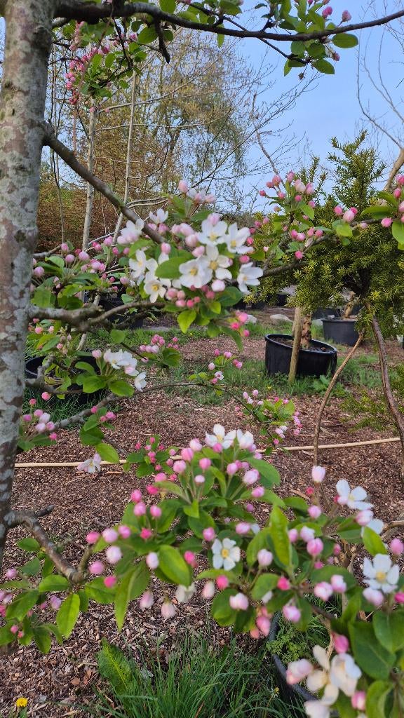 Sierappel, Tuin en Terras, Planten | Bomen, Ophalen, Volle zon, Overige soorten
