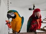 Ara papegaai groenvleugel man en bg pop, Dieren en Toebehoren, Mannelijk, Parkiet
