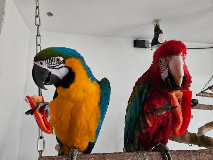 Ara papegaai groenvleugel man en bg pop, Dieren en Toebehoren, Vogels | Parkieten en Papegaaien, Parkiet, Mannelijk