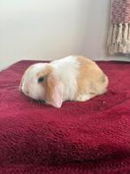 Lieve jonge Nederlands Hangoor Dwerg met Minilop konijntjes, Dieren en Toebehoren, Konijnen, Mannelijk, Dwerg, Hangoor, 0 tot 2 jaar