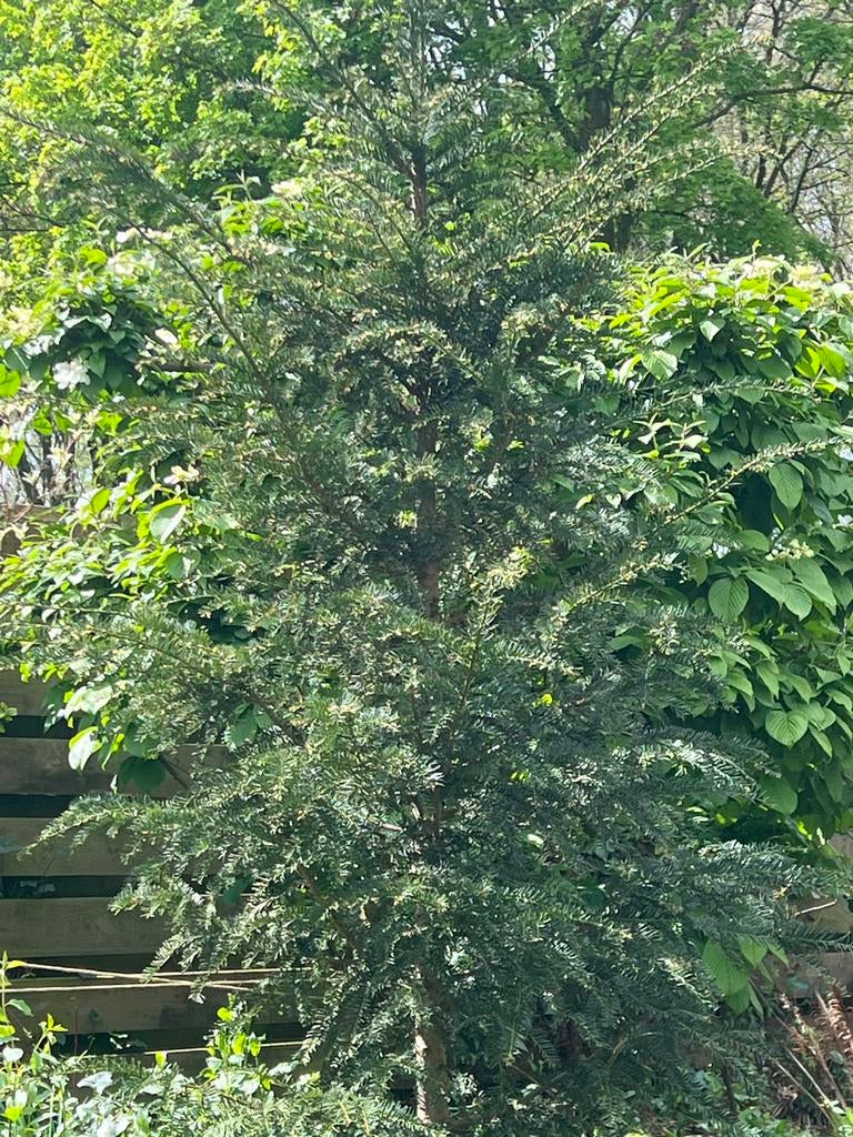 Gratis Taxus >2 m, Vaste plant, Bloeit niet, Halfschaduw, Ophalen