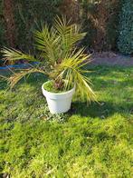 Mooie palm te koop - Ideaal voor tuin of terras, Tuin en Terras, Planten | Tuinplanten, Ophalen of Verzenden