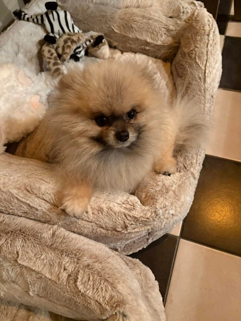 pomeriaan reutje, Dieren en Toebehoren, Honden | Poolhonden, Keeshonden en Oertypen, Keeshond, Reu, Parvo, Eén hond