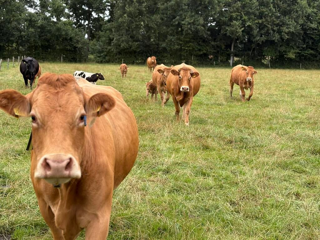 Vlees rundvlees van de boer limousine vlees bbq, Ophalen