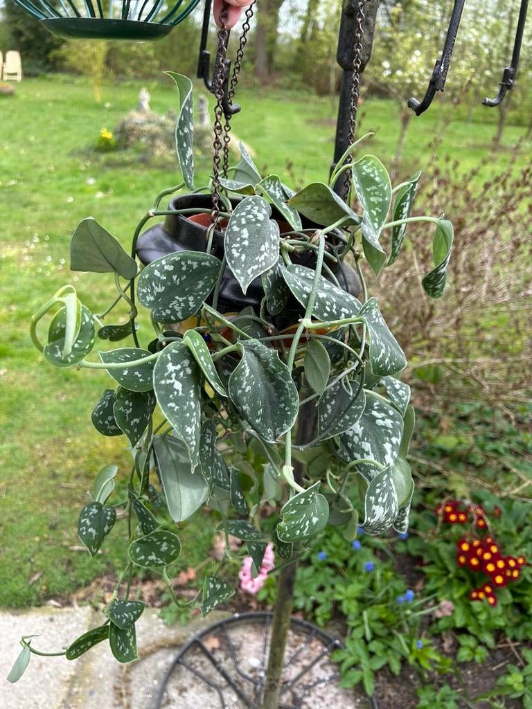 Mooie hangplant scindapsus Pictus ., Tuin en Terras, Ophalen, Overige soorten, Halfschaduw