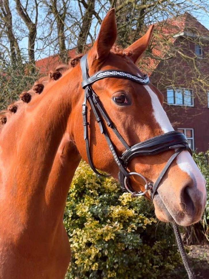 Prachtige kwpn merrie Hitmaker x Sirius, Dieren en Toebehoren, Paarden, Merrie, Z, 165 tot 170 cm, 3 tot 6 jaar, Dressuurpaard