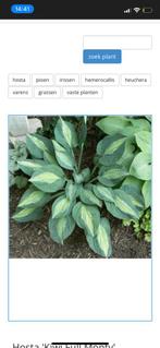 Hosta kiwi full monty, Ophalen of Verzenden, Overige soorten, Halfschaduw